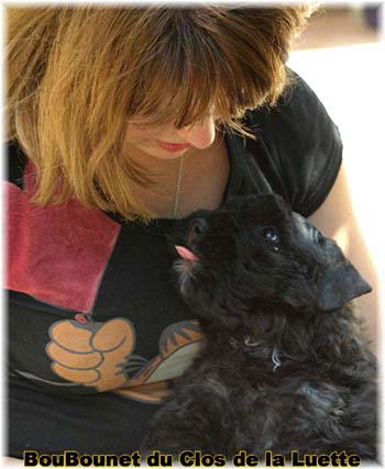 bouvier des flandres photo chiot - Elevage Clos Luette -  COPYRIGHT DEPOSE